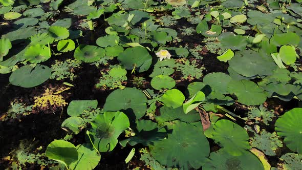 Valley of Lotos in Krasnodar. Flying over the lotuses.