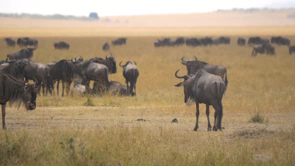 Wildebeests with young calf