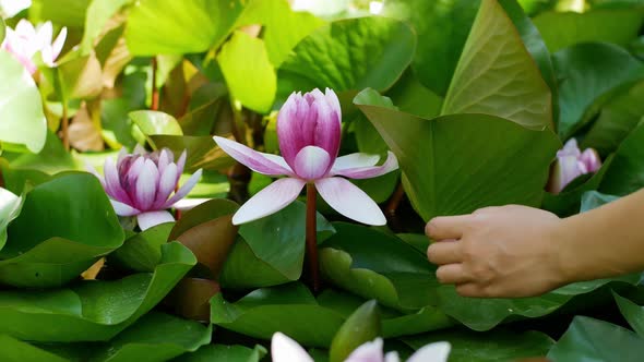 Beautiful flower in the pond pink white lotus in the water. Close-up woman hand is touching flowers