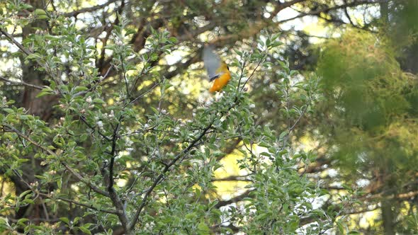 Baltimore oriole is a small icterid blackbird common in Maryland, eastern North America. Icterus gal