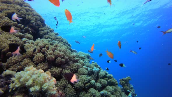 Tropical Underwater Reef Sea Fish