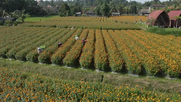 People Working On Yellow Flower Field In Bali, Indonesia