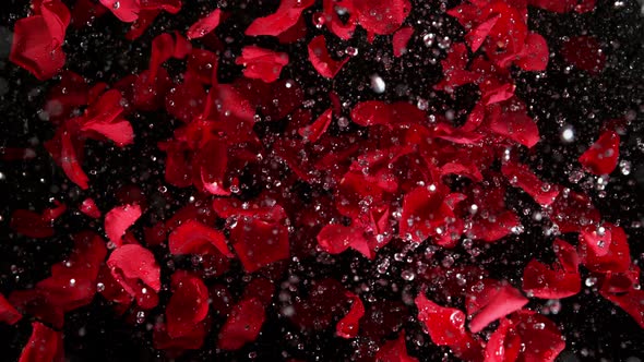 Super Slow Motion Shot of Explosion Red Rose Petals and Water Drops Isolated on Black at 1000 Fps