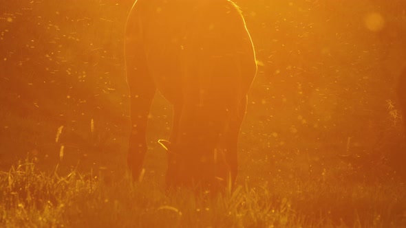 Horse Grazing at Sunset