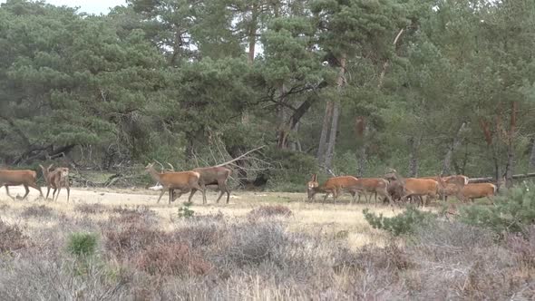 Herd Of Deer Eating Grass At The Forest On A Windy Day. - wide shot