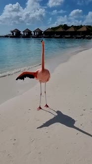 Flamingos on the Beach in Aruba Colorful Flamingo on the Beach in Aruba