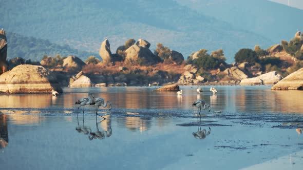 Flamingos Eating Food