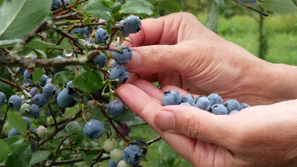 Woman's hands are picking ripe blueberry from plants in the garden after the rain