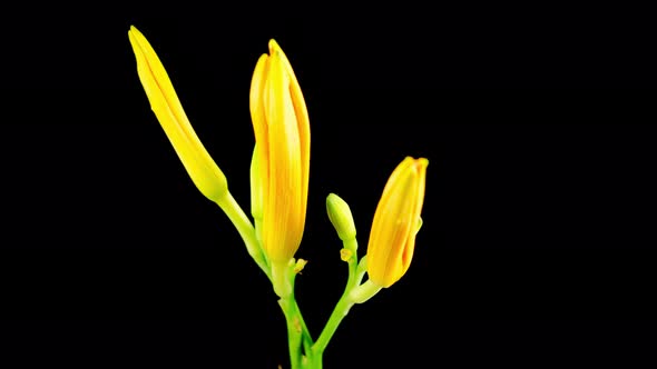 Time Lapse of Beautiful Orange Lily Flower Blossoms