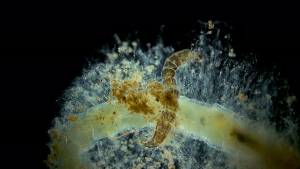 Insecta Midge Larva Chironomidae under the microscope, order Diptera