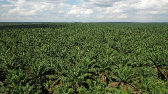 Oil Palm Tree Plantation