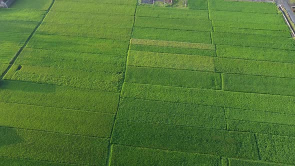 Aerial view of the green and yellow rice field in the morning