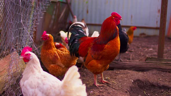 Close Up of Adult Rooster with Chickens in Paddock