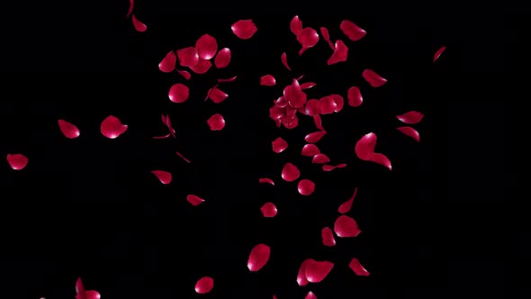 Red Rose Petals Burst 4K