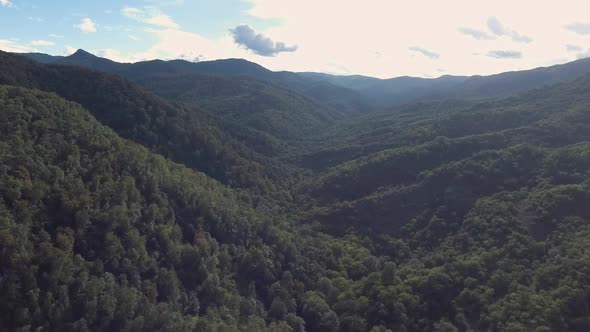 Fly Over Forest