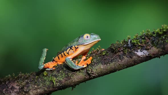 Tree Frog, Costa Rica Wildlife and Animals in Rainforest, Tiger Leg Monkey Tree Frog (northern orang