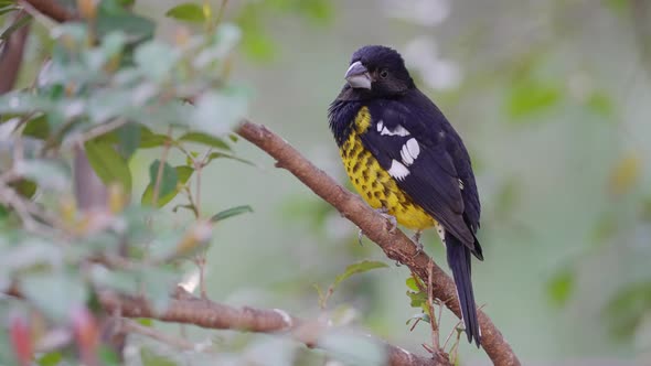 Pretty black and yellow colored Pheucticus aureoventris Bird in jungle of South America,macro