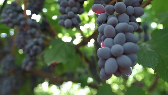 The Sun's Rays Shine Through the Bunches of Grapes