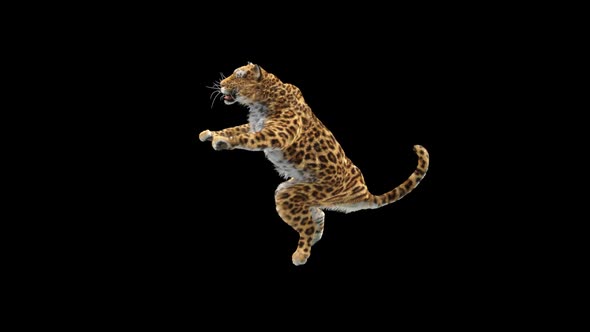 Leopard HD