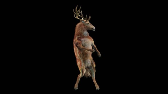 59 Deer Dancing HD