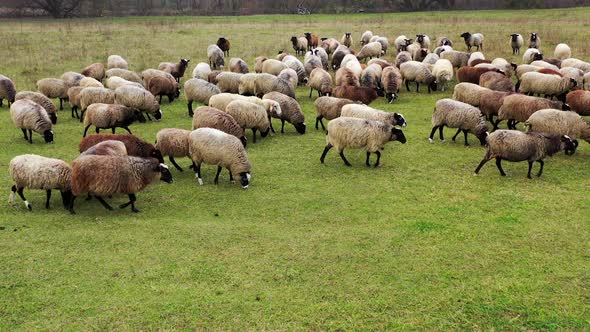 Many sheep grazing. Herd of beautiful well-groomed sheep eating grass on pasture