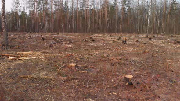 Plot of Felled Forest