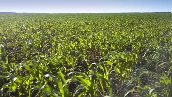 Green Corn Grows on Beautiful Wide Field and Grey Dry Soil