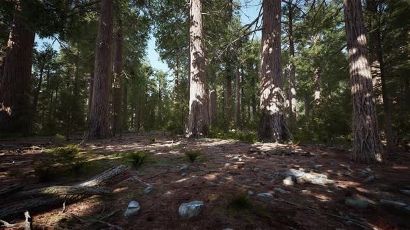 Giant Sequoias in the Sequoia National Park in California USA