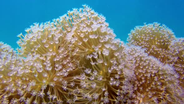 Beautiful Soft Coral