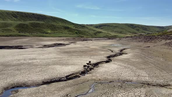 Drone flying over a dry riverbed surrounded by moorland with sheep as the main subject