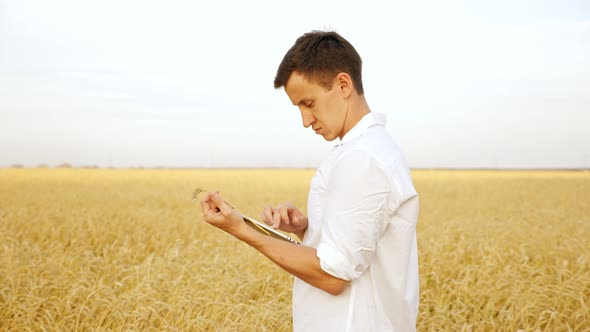 Handsome Man Examining Ear of Wheat and Typing Text on Tablet in Field