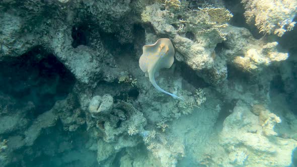 Bluespotted ribbontail ray (Taeniura lymma), Egypt