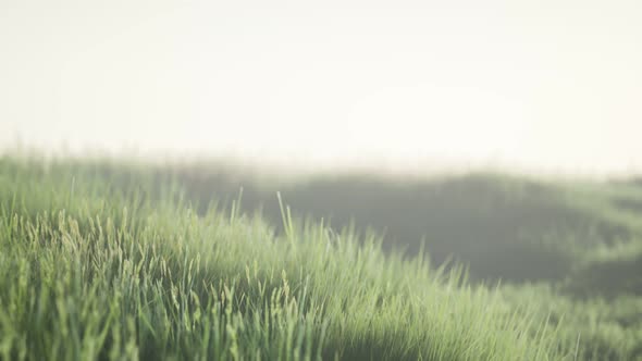 Green Field with Tall Grass in the Early Morning with Fog