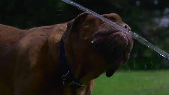 french mastiff dog slobbery drinking hose water 4k