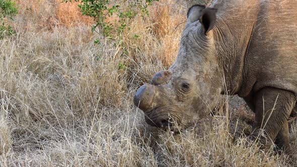 close up dehorned White Rhino eating dry grass, Thanda Private Reserve