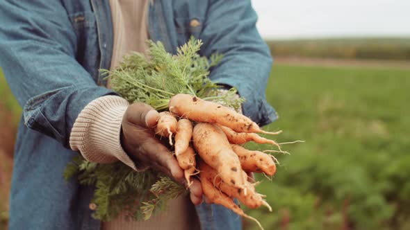 Hands of Farmer Holding Bunch of Carrots