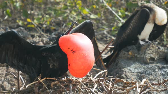 close up of a male and female magnificent frigatebird in the galalagos islands