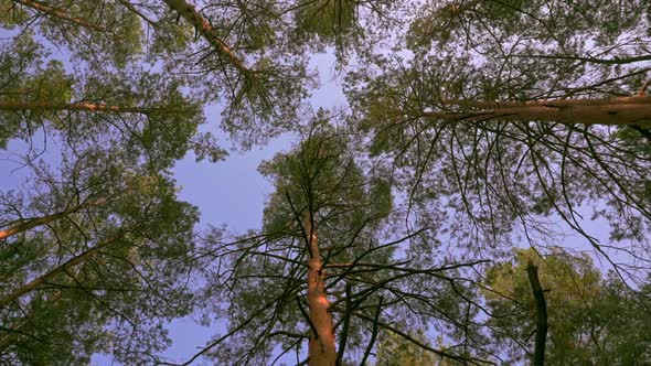 Details Autumn Forest