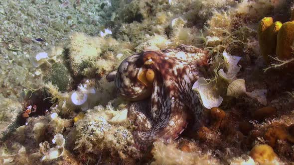 Reef Octopus sitting on reef beside yellow sponge