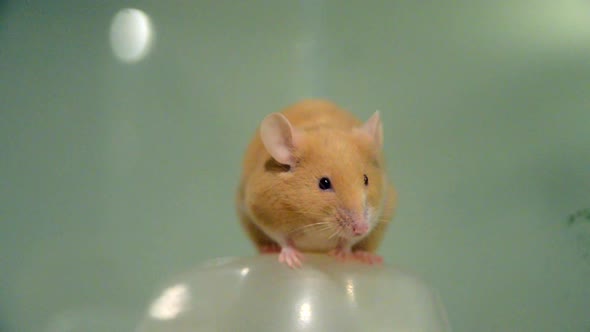 Pet Mouse in a Tank