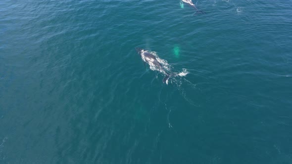 Humpback Whales in the Ocean