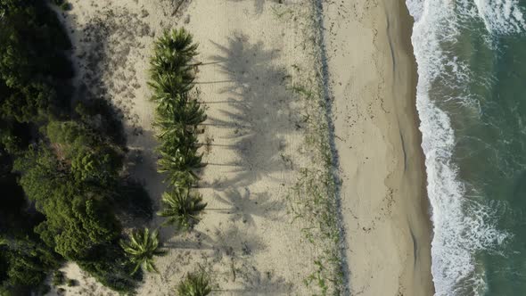 Aerial, Palms On Wangetti Sand Beach In Cairns In Queensland, Australia, Top Down View