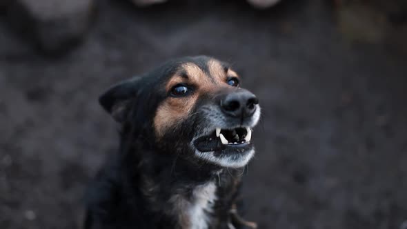 Barking Enraged Shepherd Dog Outdoors