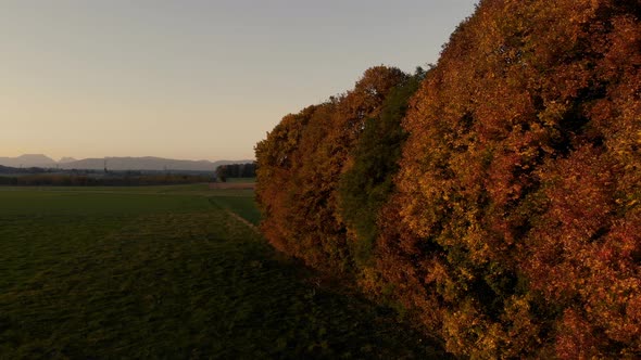 Aerial clip of a big tree during autumn, in the Bavarian flat plain area. Strong presence of autumun