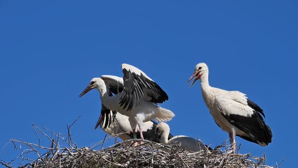 Ciconia, Camargue, France