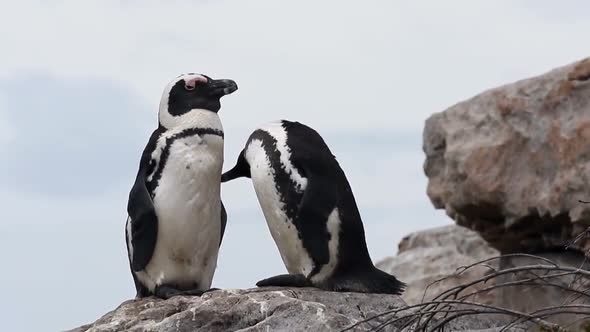 Close up shot of African Penguin in Betty's Bay South Africa