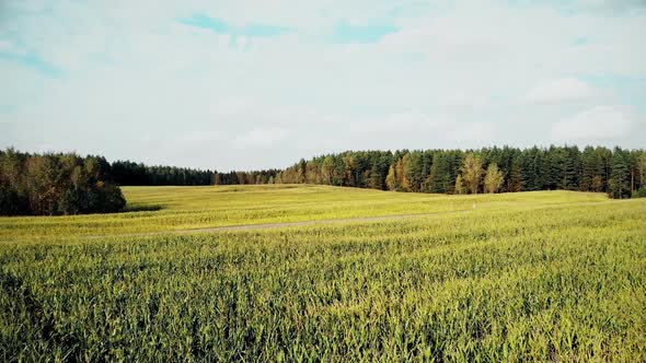 Cornfield Aerial Flying Over Autumn Yellow Corn Field Country Side Top View Shot From Drone