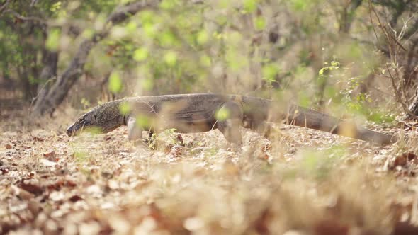 Komodo Dragon Walking On Forest Floor