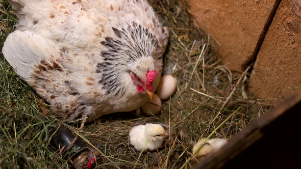 Hen with Newborn Chicks in Nest