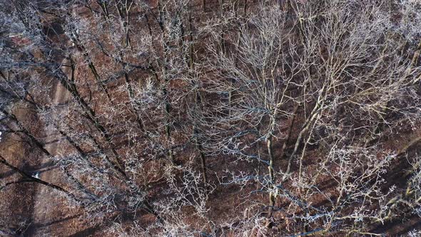 Winter landscape in the forest. Top down view of the forest in winter